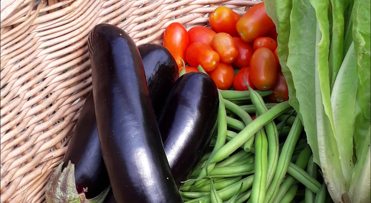 Frisches Gemüse aus dem Bio-Garten: Auberginen, Tomaten und Bohnen