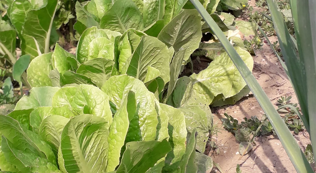 Salat im Bio-Gemüsegarten