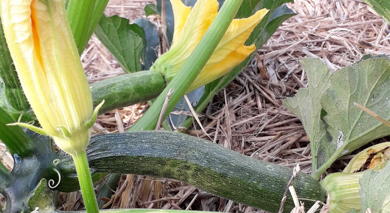Zucchini mit Blüten im Gemüsegarten