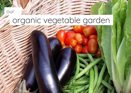 Organic vegetable garden